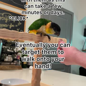 First thing to teach your bird: target training