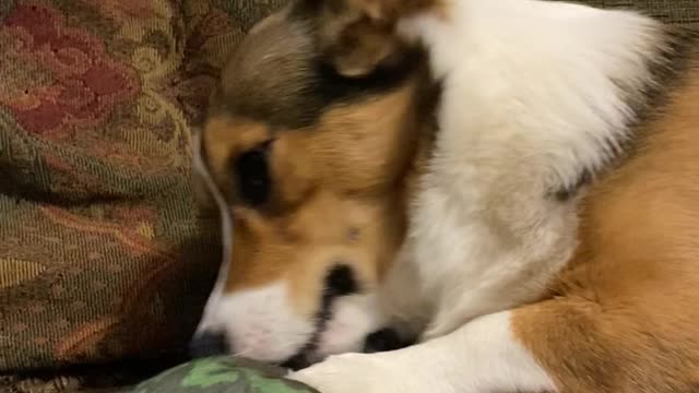 Don't touch Njord's new bone