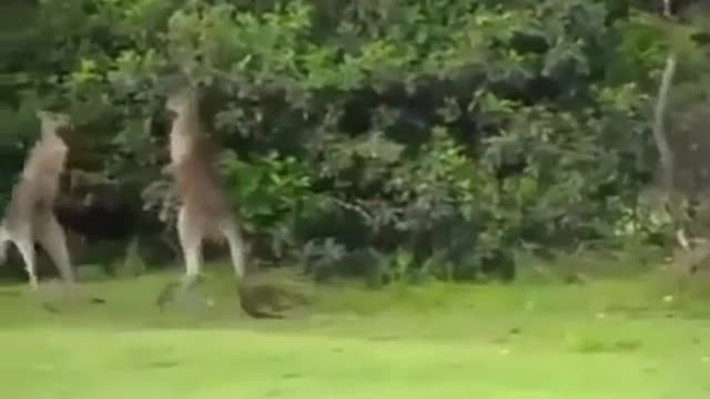 Awesome Kangaroo Fight/Knock Out/Put To Sleep