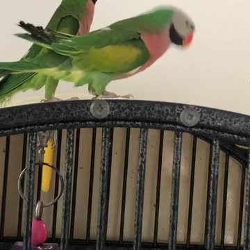 Slinky has all the right moves