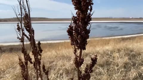 Windy Wetlands Path