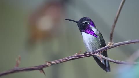 Best smallest bird of nature