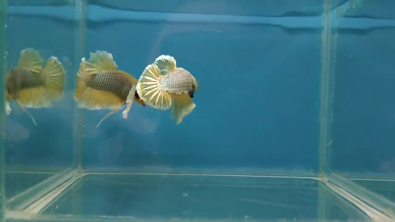 Betta Fish Fight