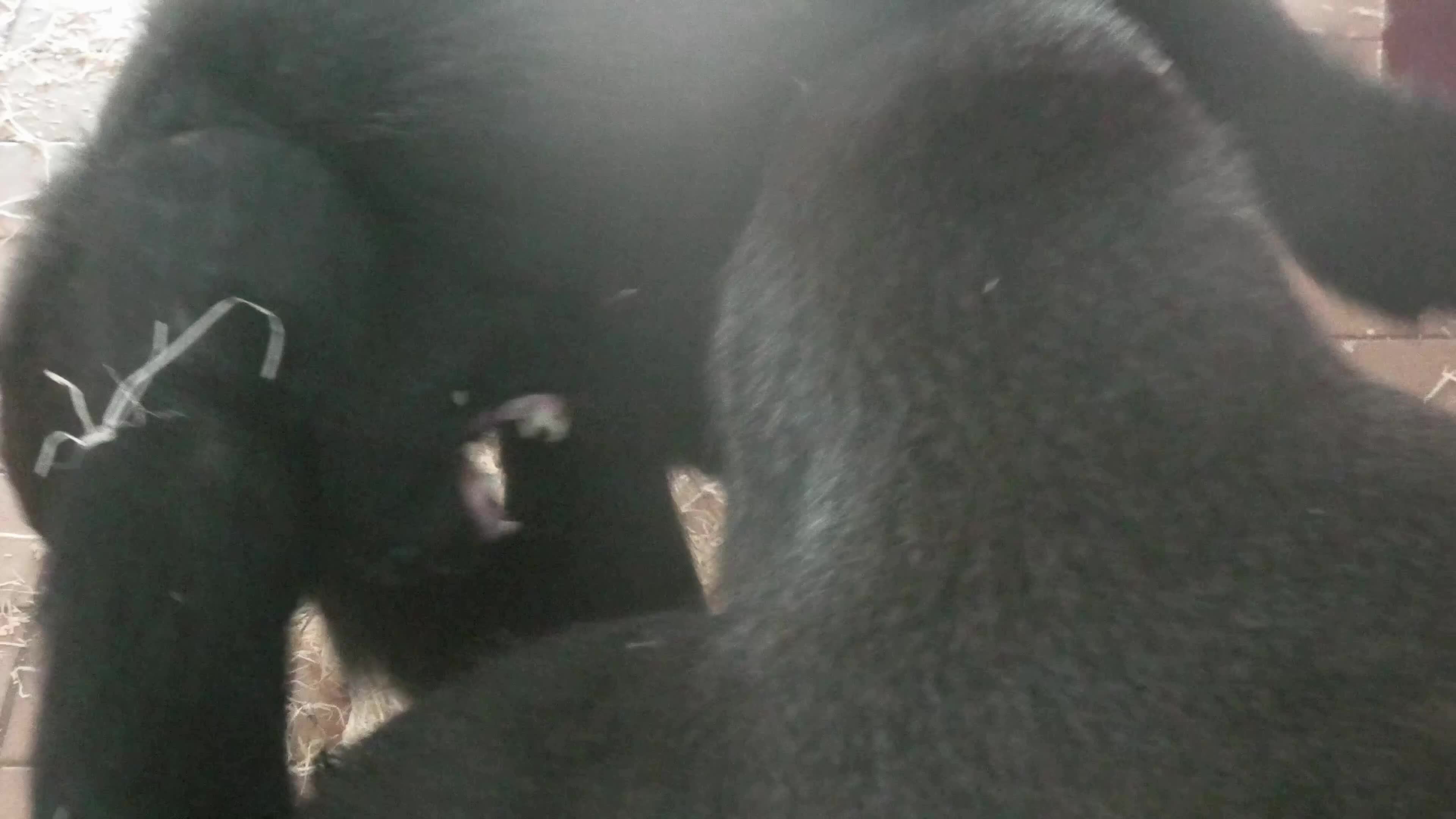 Gorilla Youngster Tries To Pull Out Loose Baby Tooth