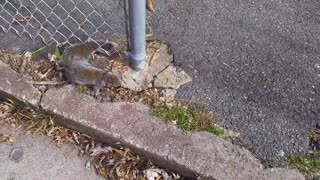 Squirrel Stuck in a Fence