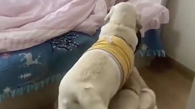 Dog short video. 🐕