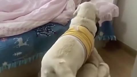 Dog short video. 🐕