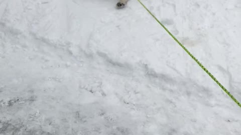 Lazy Dog Enjoys Being Dragged Along In The Snow