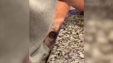 86 🤣 Funniest 🐶 Dogs And 😻Cats Try Not To Laugh Best Of The Funny Animal Videos