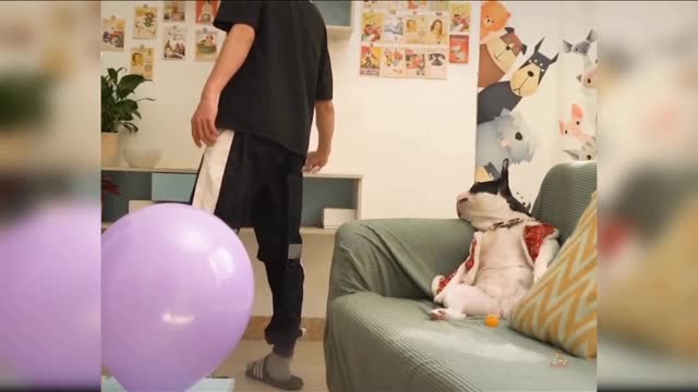 dog funny scene