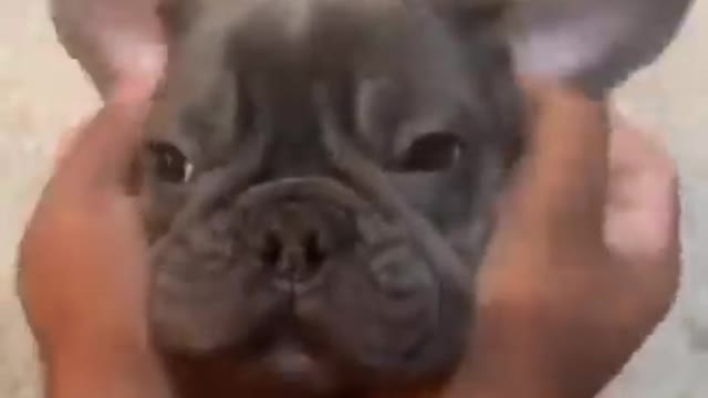 Cute dog video