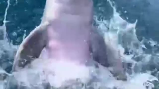 Smart dolphin