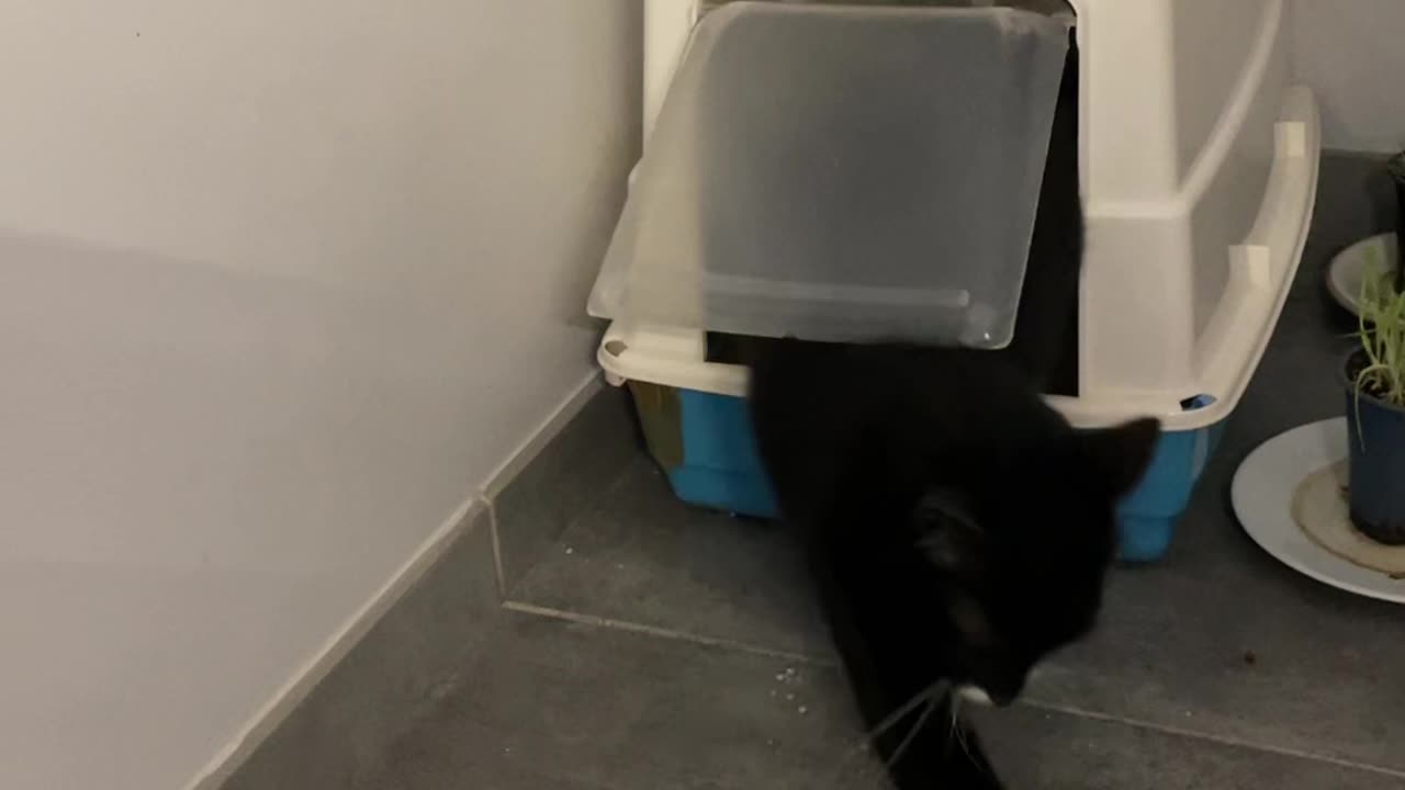 Cat Misunderstands Litterbox