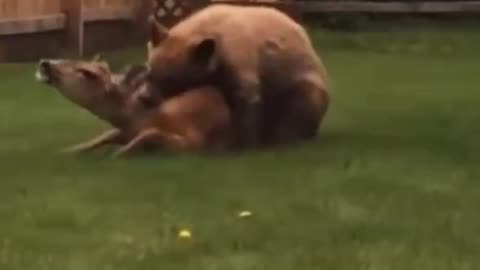 Bear Munching On Deer