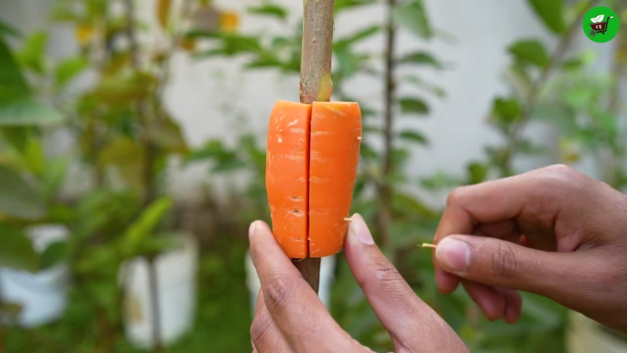 🌿How to grow guava tree, great way to propagate guava tree by air layering using a carrot🥕 (1080p)