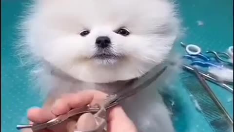 Doggo having a haircut (Such a Cutiepiee)