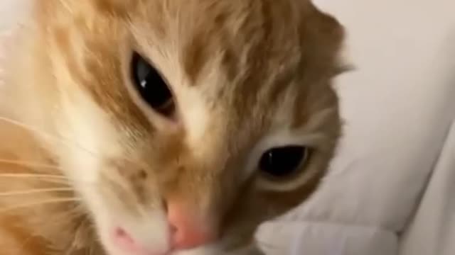 Funny cat video 2022