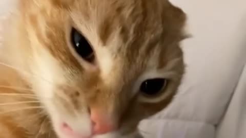 Funny cat video 2022