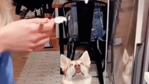 Play games with animals