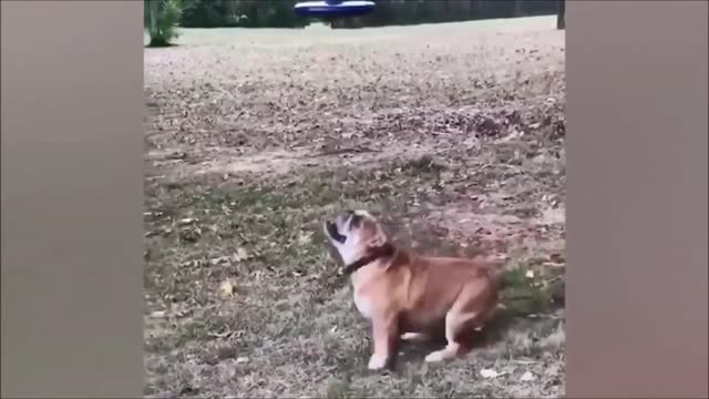 Sweet dog fails videos compilation. Try not to laugh