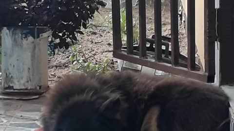 MUST WATCH Cute dog snoring