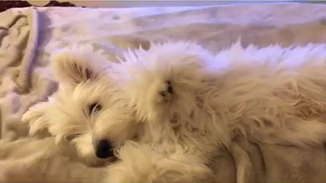 Puppy doing the ZOOM Challenge!!