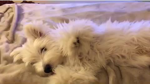 Puppy doing the ZOOM Challenge!!