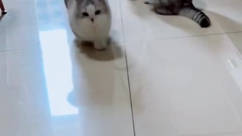 The kitten just came to my house, it seems a little afraid of life