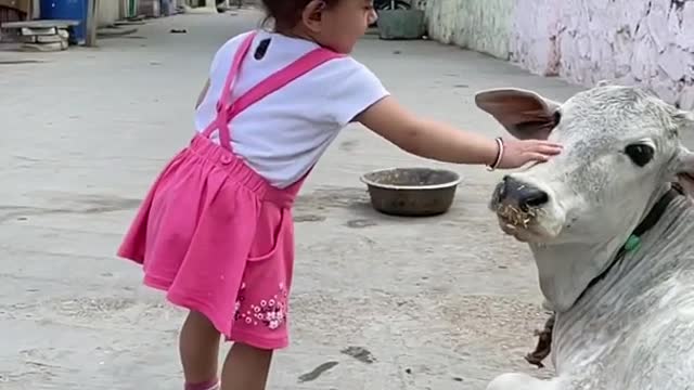 Cute little girl touching cow's forehead | Heart touching video