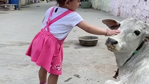 Cute little girl touching cow's forehead | Heart touching video