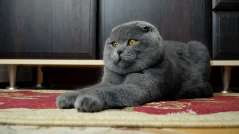 Gray cat laying in the carpet