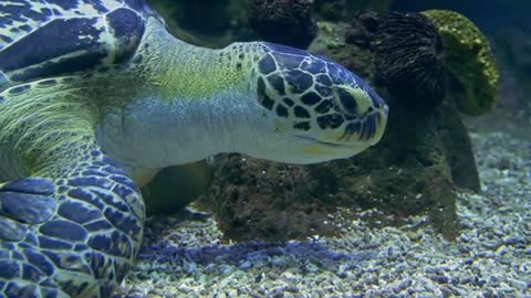 Green_sea_turtle_eating_gravel___Free_Stock_Footage _Animal_video.