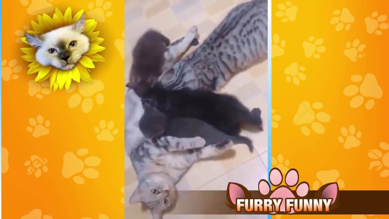 Funny Animals compilation 02