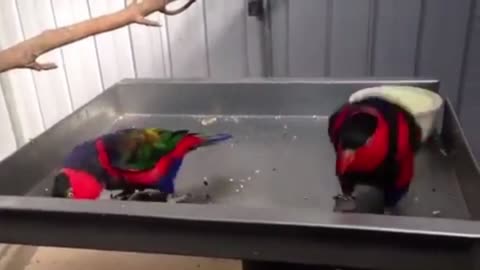 Two lively parrots