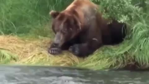 Bear Fishing