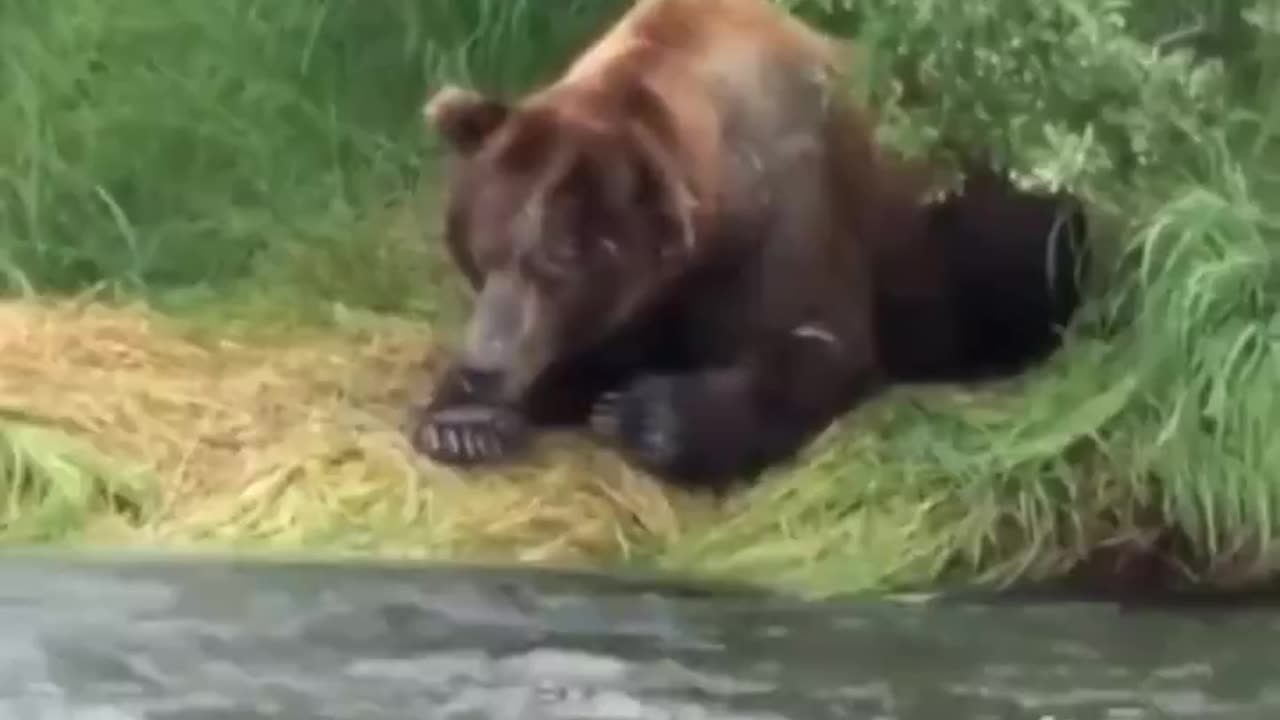 Bear Fishing