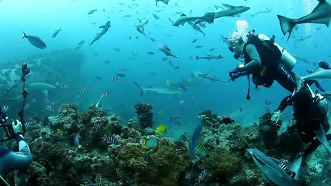 People feed sharks in school of fish in underwater marine wildlife of Fiji.