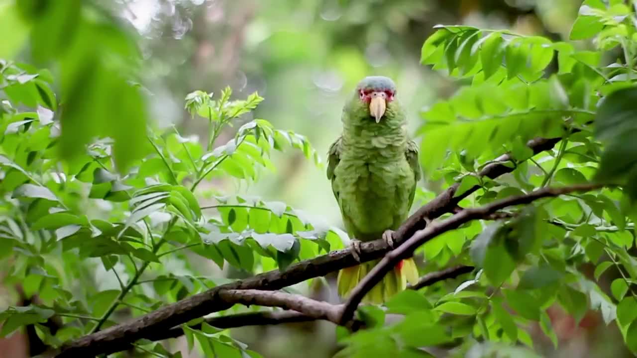 Green bird perched on tree branch