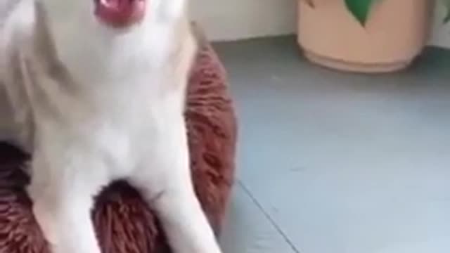 Funny dog videos😁