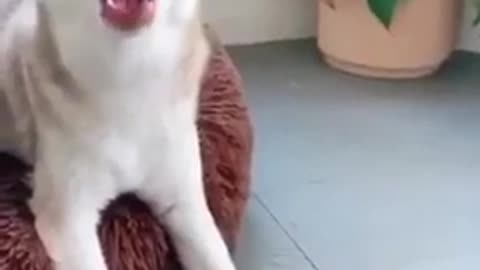 Funny dog videos😁