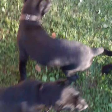 Warhammer Cane Corso puppies establishing pecking order....... maybe.