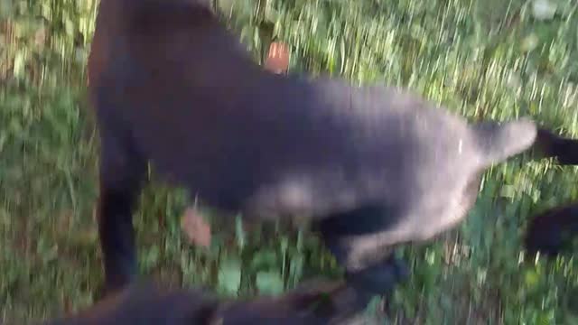 Warhammer Cane Corso puppies establishing pecking order....... maybe.