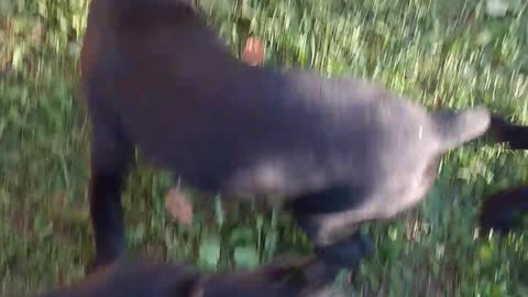 Warhammer Cane Corso puppies establishing pecking order....... maybe.