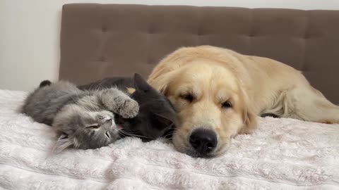 What does a Kitten do when It Finds a Golden Retriever with Another Kitten