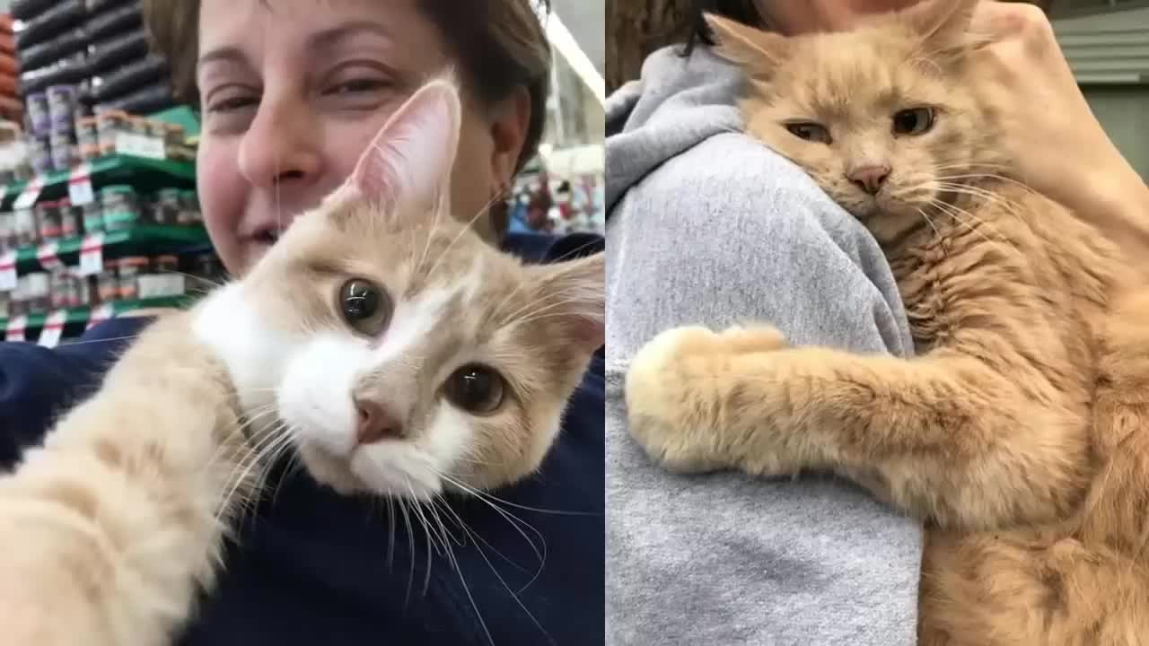 Cats have special ways to say "I love you." Cute moment cat express love to their owner.