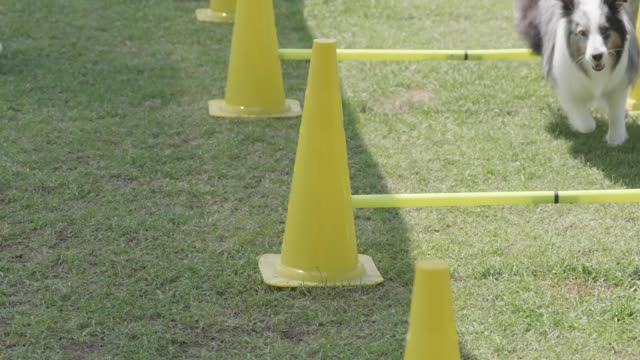 A women dog training on track