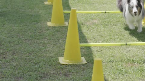 A women dog training on track