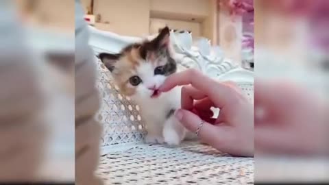 Baby Cats -- Cute and Funny Cat Videos