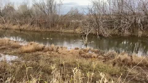 wild Ducks Swimming relaxing in beautiful BC Canada calming music