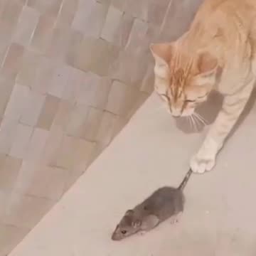 Tom et jerry